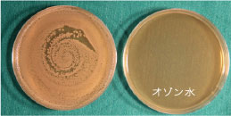 Salmonella typimurium (サルモネラ菌)