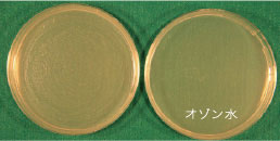 Listeria monocytogenes EGD (リステリア菌)