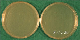 Enterococcus faecalis (エンテロコッカス)
