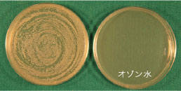 Serratia marcescens (セラチア菌)