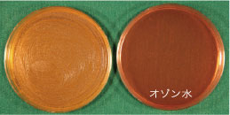 Yersinia enterocolitica (エルシニア菌)