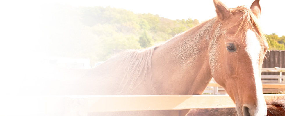 実用例　馬事・畜産・農業