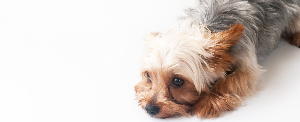 実用例　ペット関連