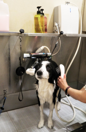 トリミングサロン